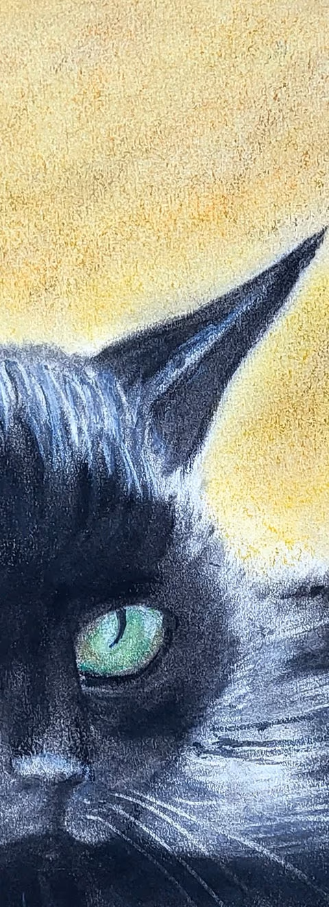 Chat Noir