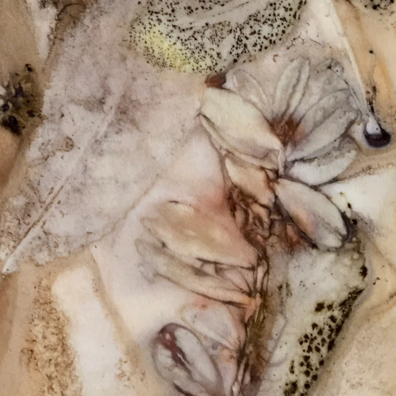Cranberry — Sigrid Langmaier