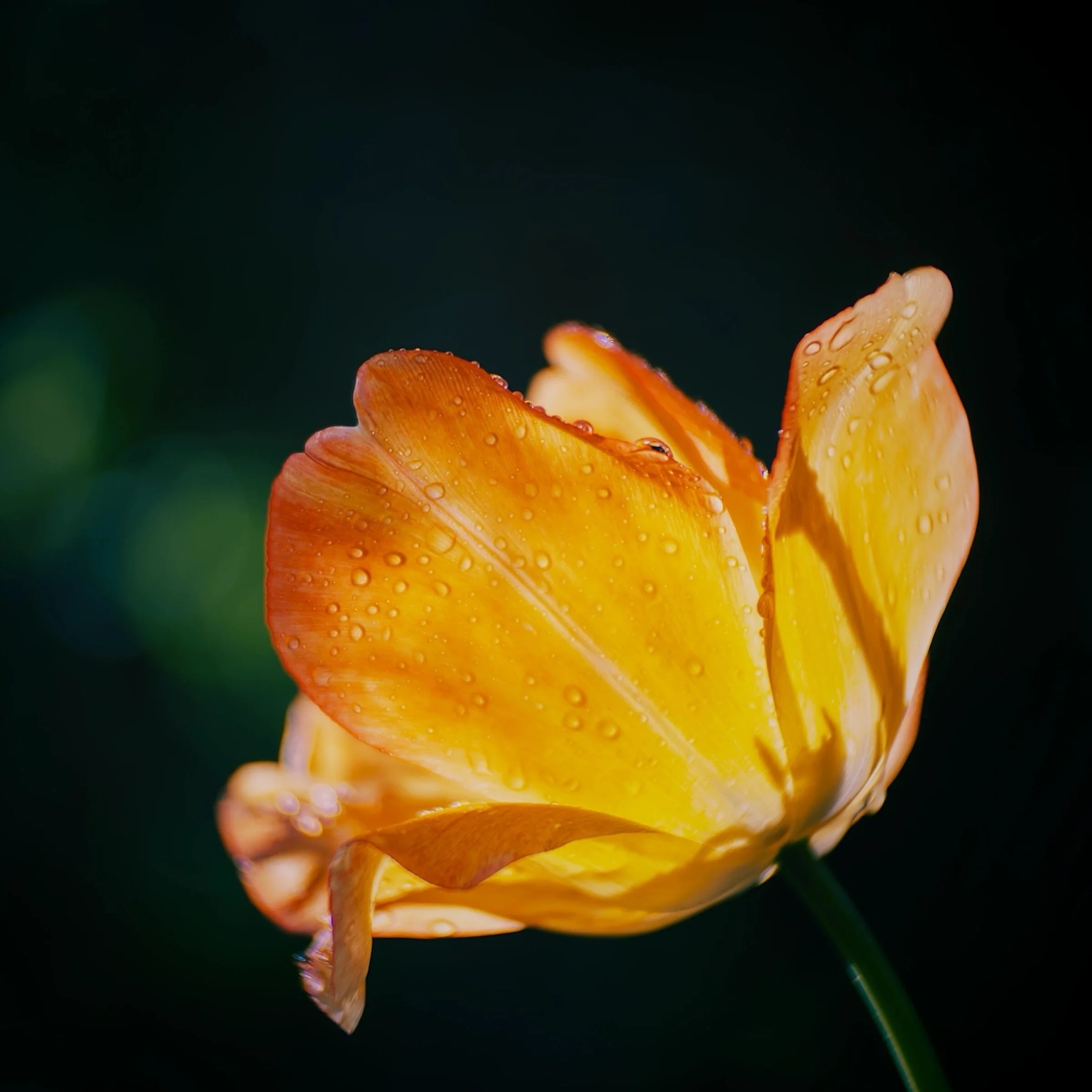 Goldener Morgen