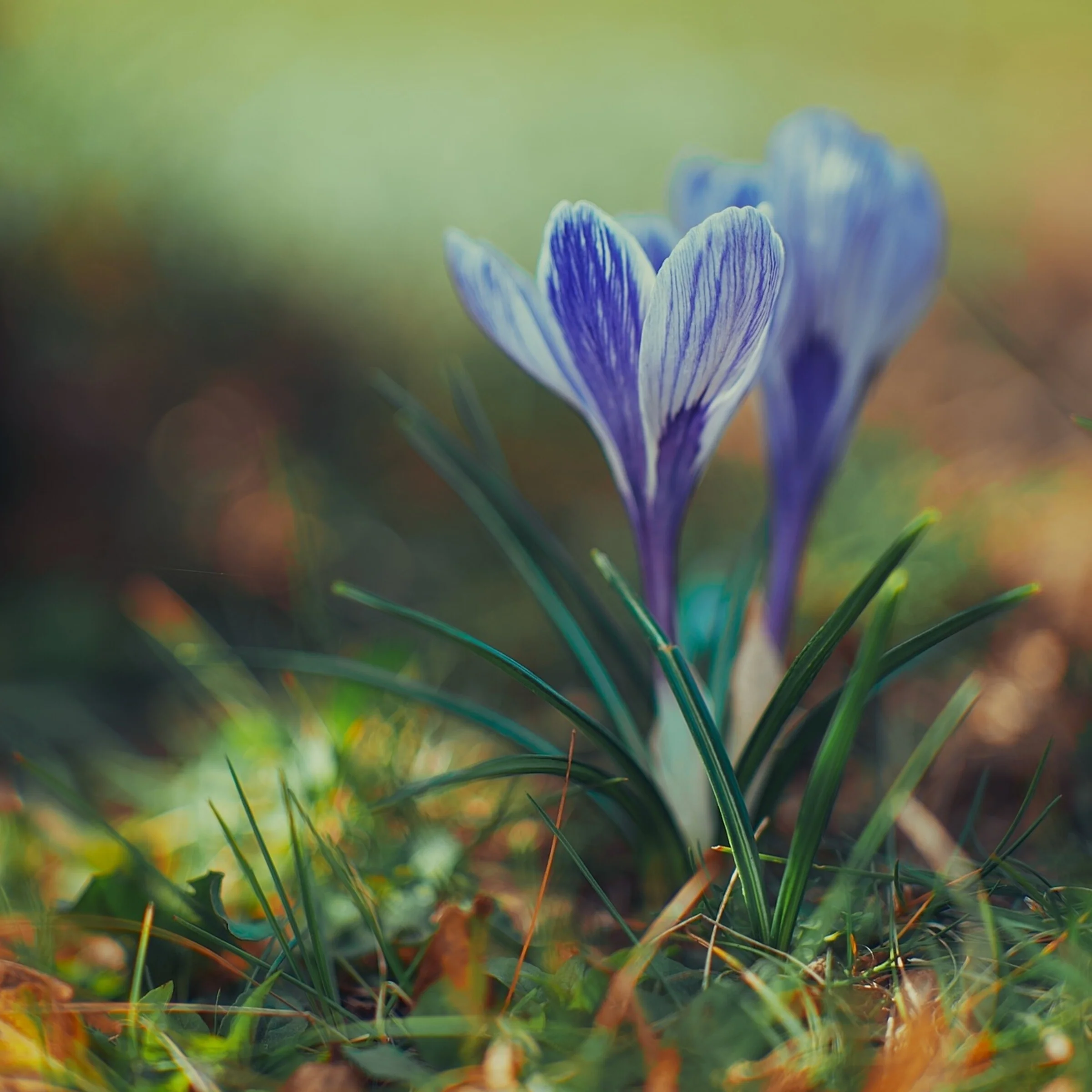 Krokusse im Gras
